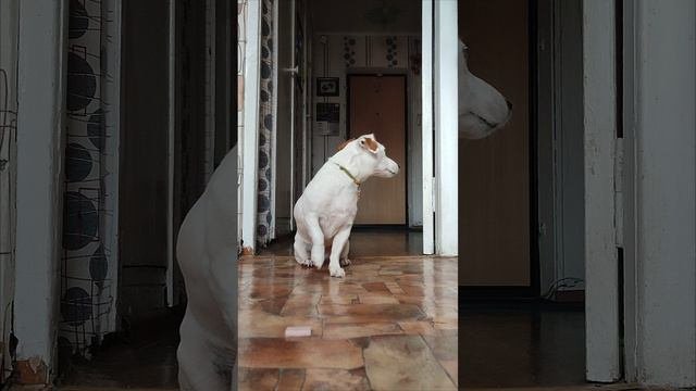 Уроки Беллы 😎🐶☝️