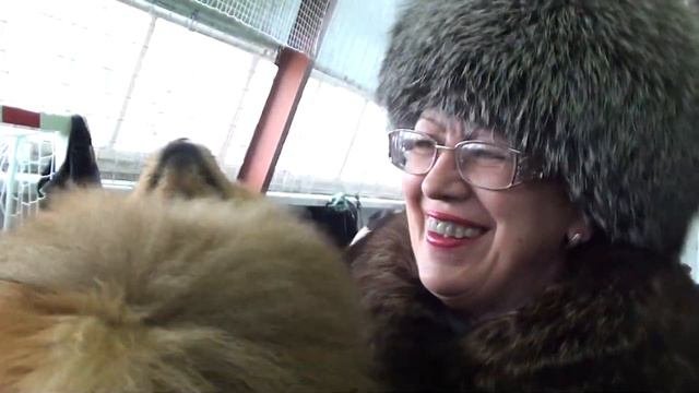 Померанский шпиц (видео 1)