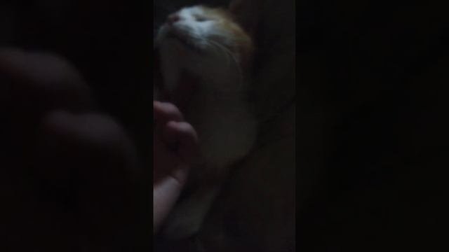 кошка