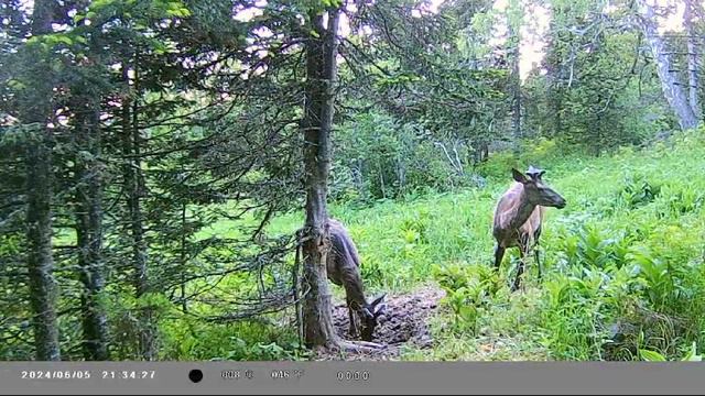 Молодые гости на фото ловушку 🦌