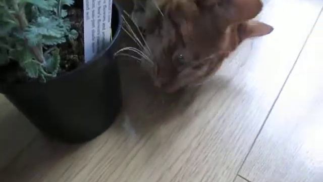 Tom finds the catmint