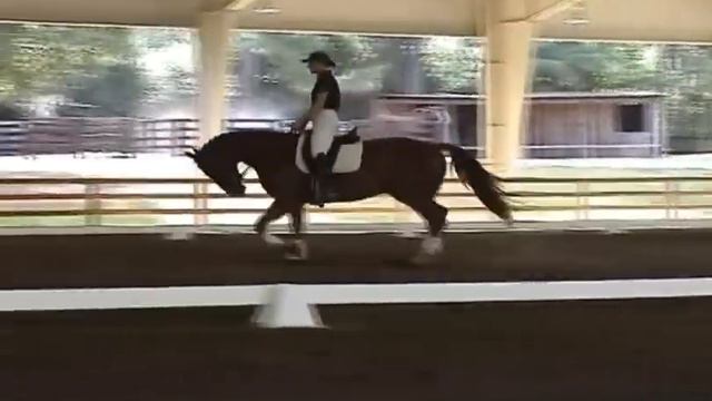 DonnerFeld: 2005 Hanoverian Gelding