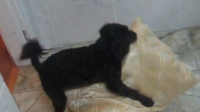 DANÇA DO CRÉU - DOG SHOW (TUTY)