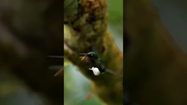 Таран колибри пчелой #пчела #пчелосемья #пасека #мед #мёд #матка #улей #деревня #природа #bee