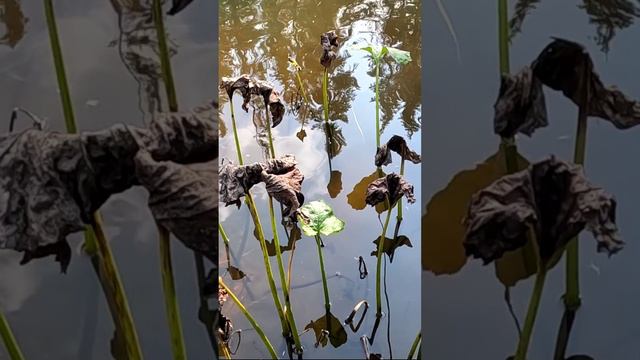 Дуплет