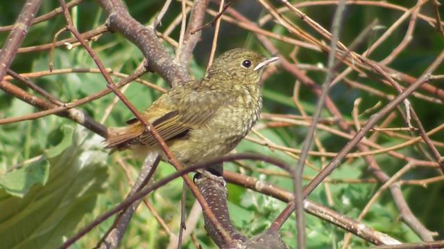 Слёток горихвостки ( Phoenicurus phoenicurus )