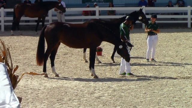 Royal Celeste FH (Royal Classic x Diamond Hit x Lepanto Mare), Dressage at Devon 2016