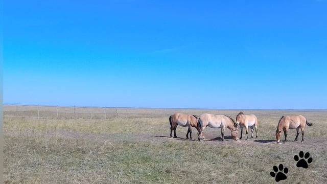 Пржевалики бесятся и визжат.