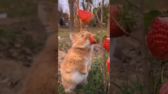 Сбор урожая 🍓