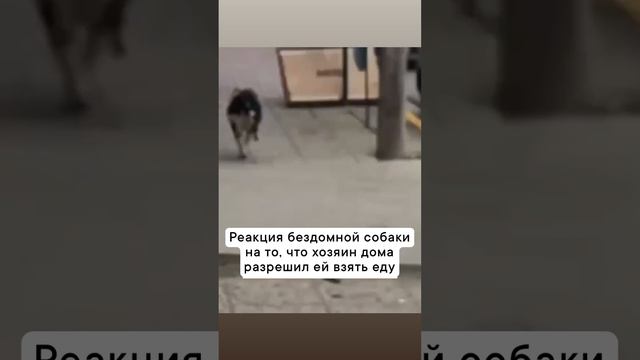 Собачья радость