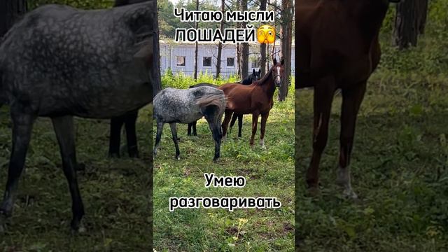 Вся правда‼️О чем думают лошади? Это прикол 😂 #прикол #животные #приколы #звери #животные #лошади