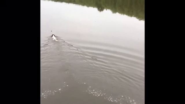 UN CHIEN AVEC DES COUILLES