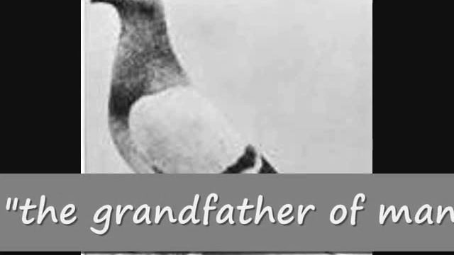 WILLIAM of ORANGE (PIGEON WAR HERO) LOLO ng mga PAMBIHIRANG PANGARERANG KALAPATI
