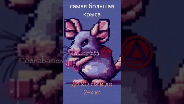 самая большая крыса в мире #shorts #facts #факты