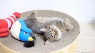 Lili the kitten using the bed spaciously and Coco and Mimi looking over at the camera