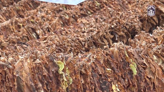 Посета на откуп на тутун во село Канатларци од градоначалникот Јовчески