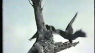 Bat Falcons 3