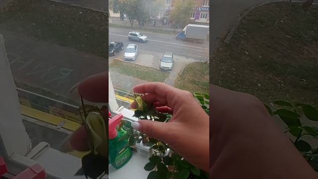 Мои розы.mp4