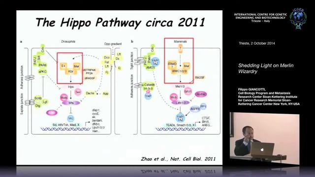 F. Giancotti - Shedding Light on Merlin Wizardry