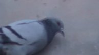 PALOMAS URBANAS(1).divx