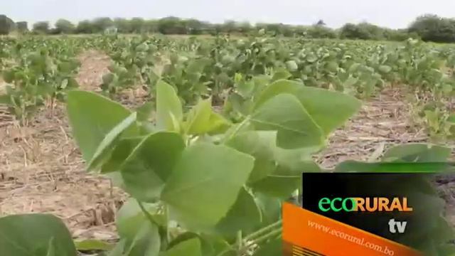 Ai Group Con Charlas Técnicas Sobe Precios De Soya En Bolivia