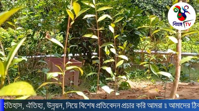 চুয়েট ক্যাম্পাসে দৃষ্টিনন্দন চা বাগান | A beautiful tea garden on the CUET campus