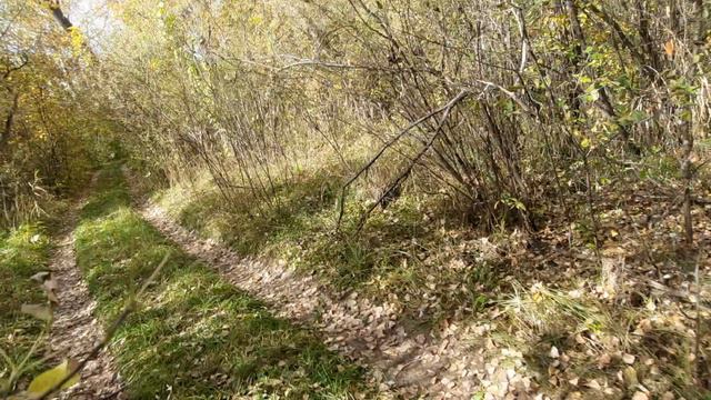 От Половинкинской трассы к реке Алей.😊