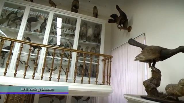 KFU. Zoology Museum