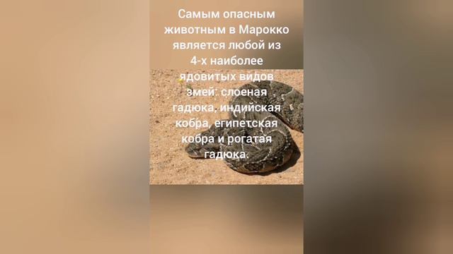 Самое опасное животное в хорватий