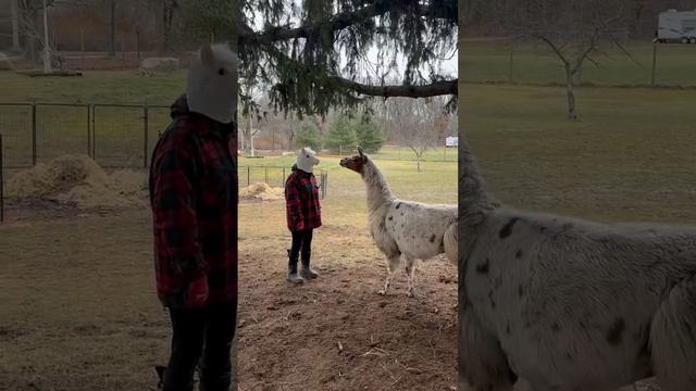 Вроде наш, а вроде и не наш…