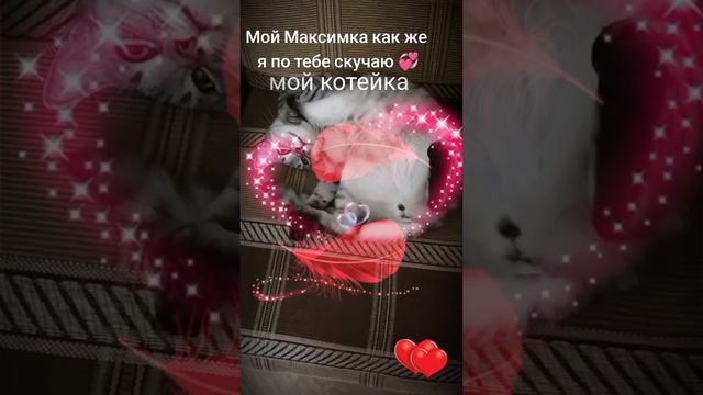 22-09-2024Мой котик