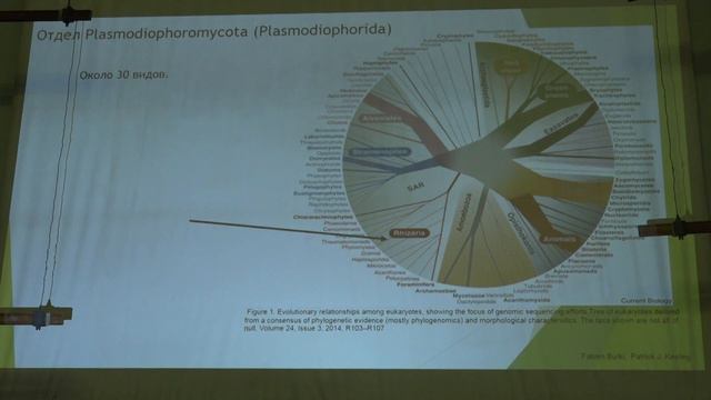 5. Супергруппа Rhizaria. Альгология - Белякова Г. А. Teach-in.