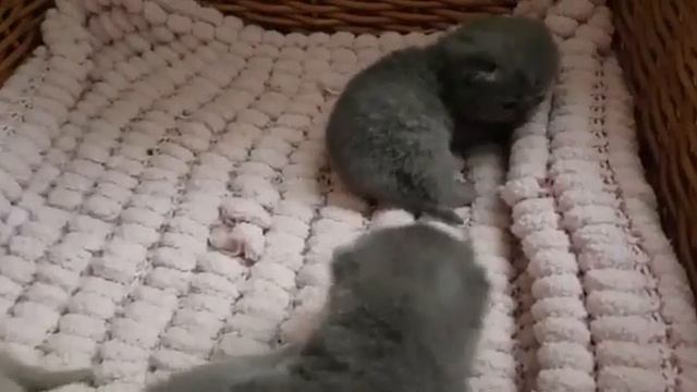 British Shorthair. Our first steps. Cattery Calmcat