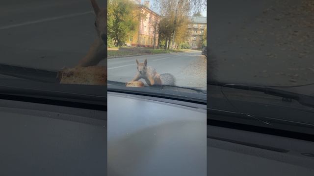 Вот это встреча🐿️😁