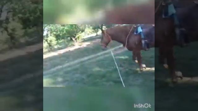 Gypsy QH Mare