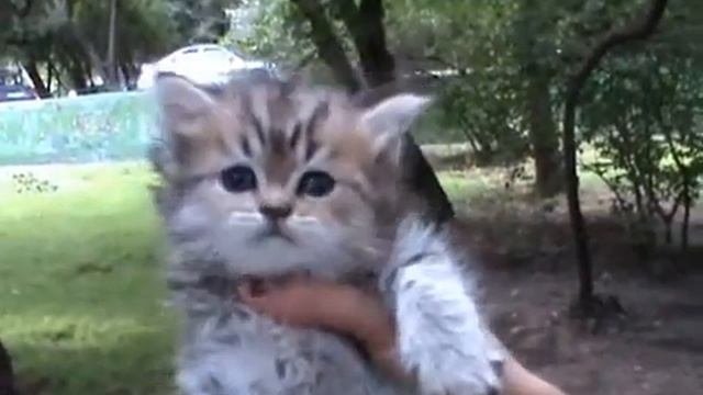 Юлий Цезарь Стар Лайт