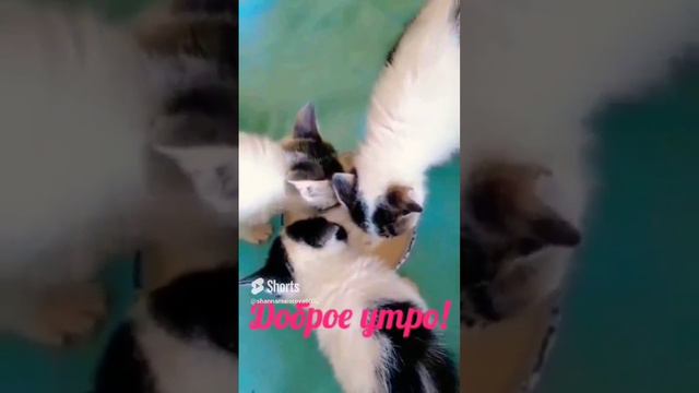 Веселое утро!😀😻 #прикооы #кошки #смешныеживотные