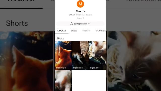 если кошки то канал мурзик