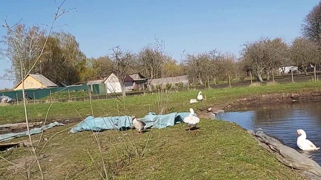 Птицы рады теплу. 06.05.22 г.