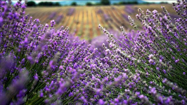 🎶Ne li dumah🧘Meditation music☀️Peter Deunov🇧🇬Не ли думах