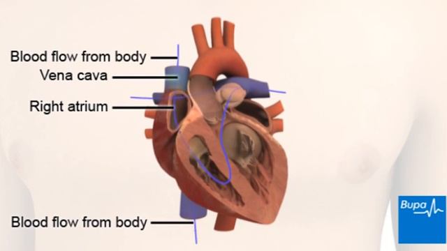 How the heart works