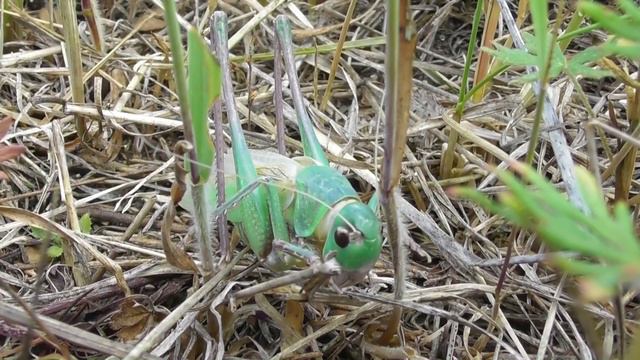 Серый кузнечик. Разные стадии развития ( Decticus verrucivorus )