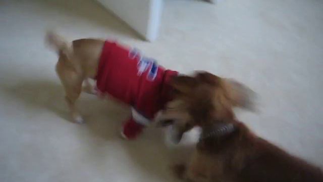 Rossi vs. Oscar