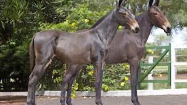 Tonico e Tinoco-mula preta