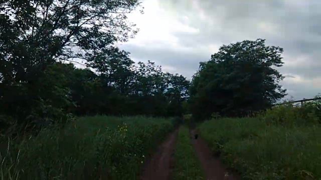 #КошкаНервотрёпка. На утренней пробежке с Нервотрёпкой