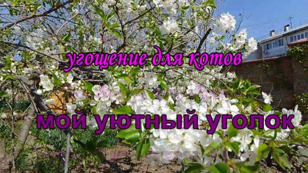 № 821 угощение для котов // мой уютный уголок))