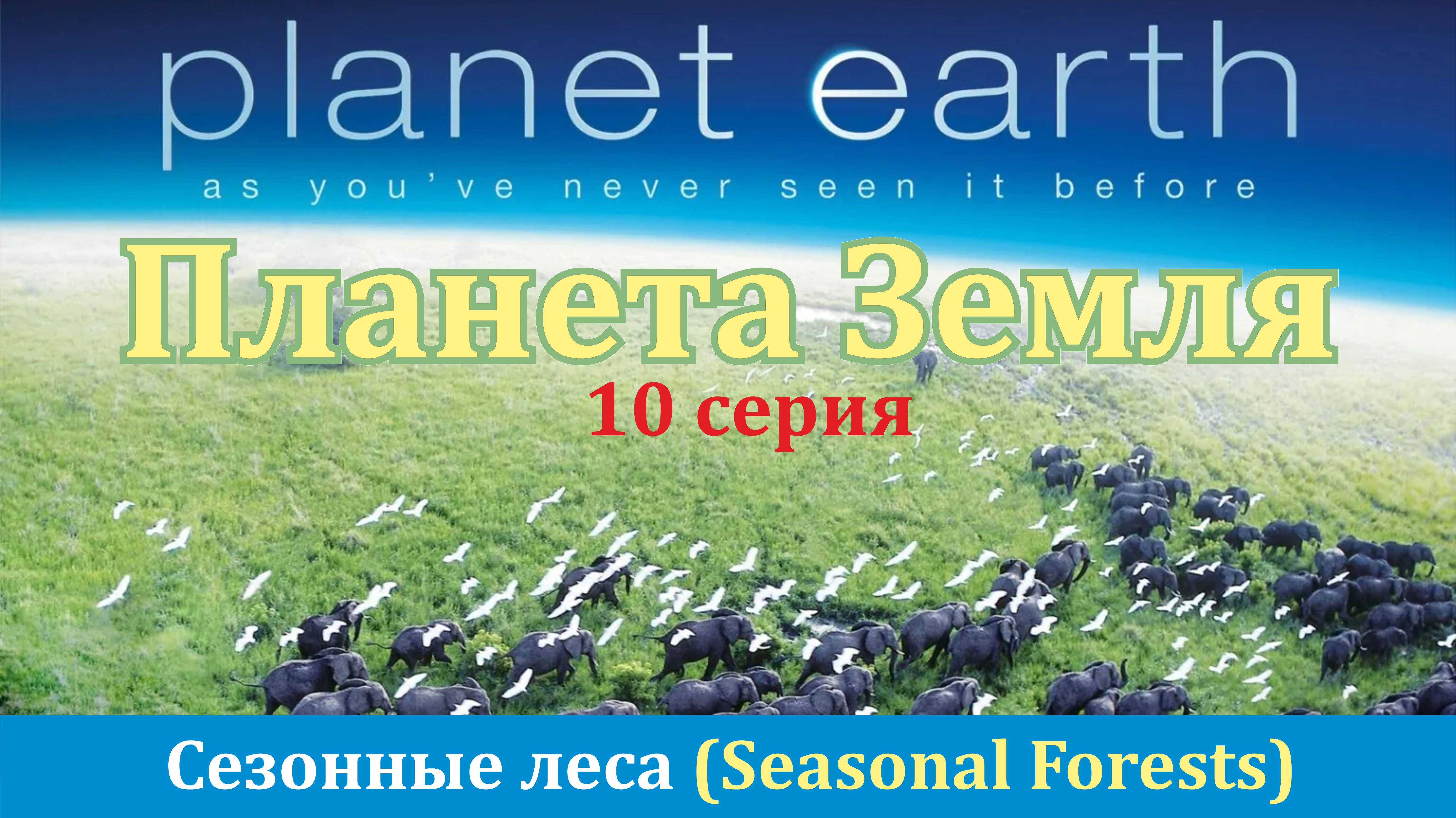 10.Сезонные леса (Seasonal Forests)