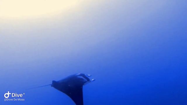 We saw 6 Manta Rays!