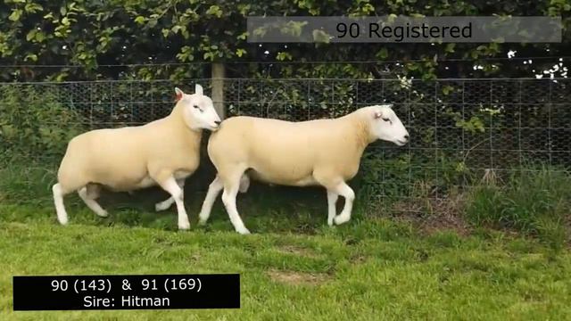 Lleyn Rams Lots 86 to 96 - Working Genes 2020