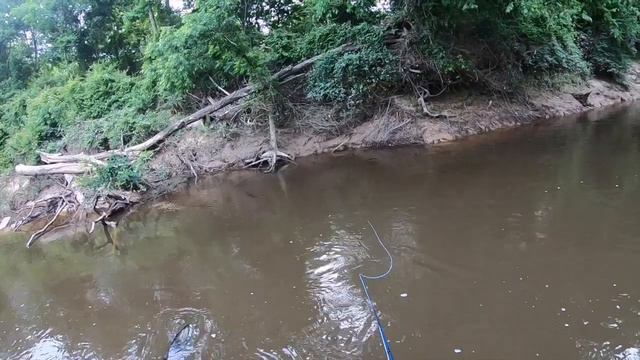 Fly Fishing for Bass on Tar River NC